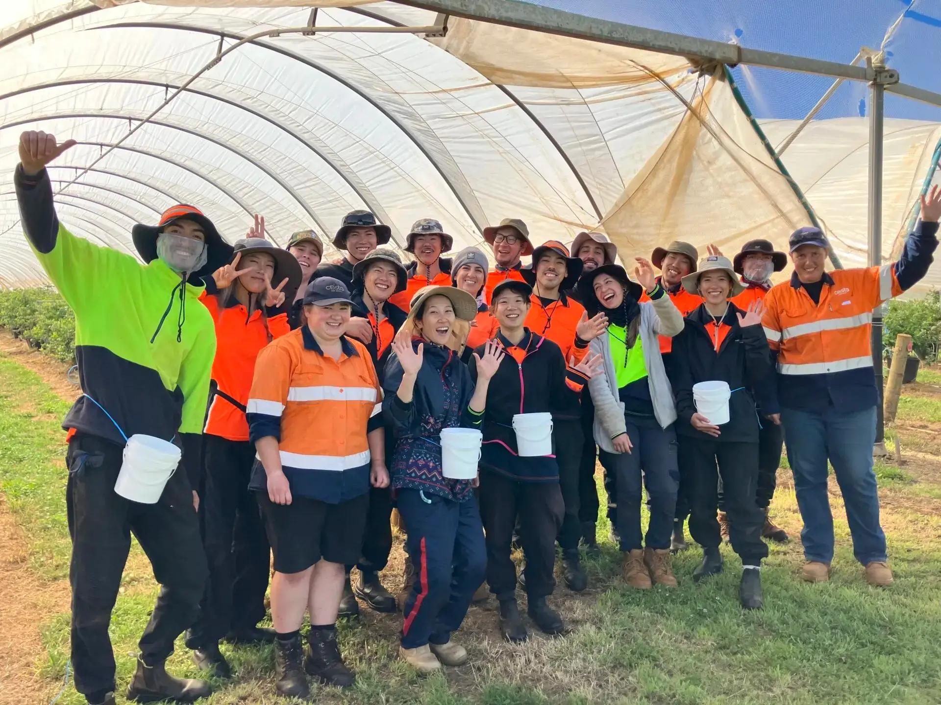 Professional agricultural workers coordinating harvest operations in Queensland farms
